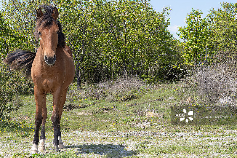 站在土耳其代尼兹田野里的马的肖像图片素材
