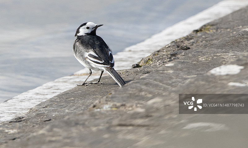 近距离拍摄栖息在挡土墙上的鸣鹡鸰图片素材