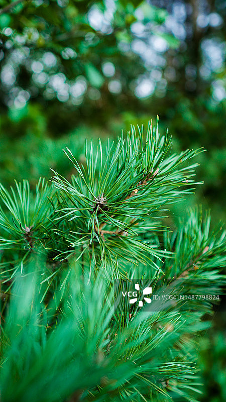 松树的特写图片素材