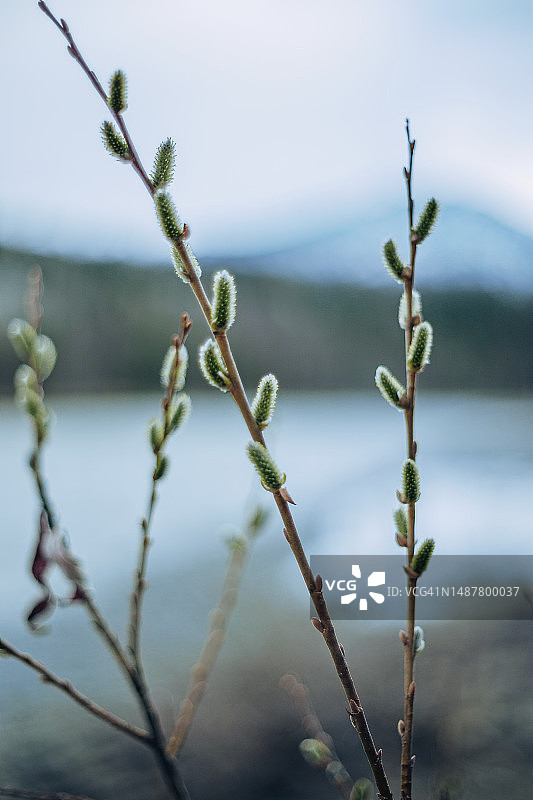 带有模糊自然背景的春天柳树枝图片素材