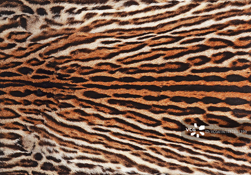 豹子特写图片素材