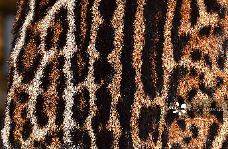 罗马斑马特写图片素材