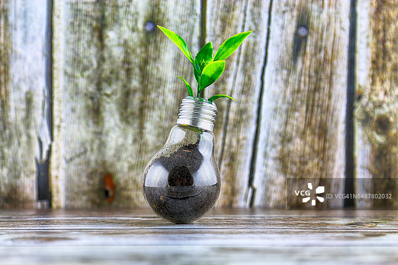 灯泡中生长的植物：绿色环保能源概念图片素材