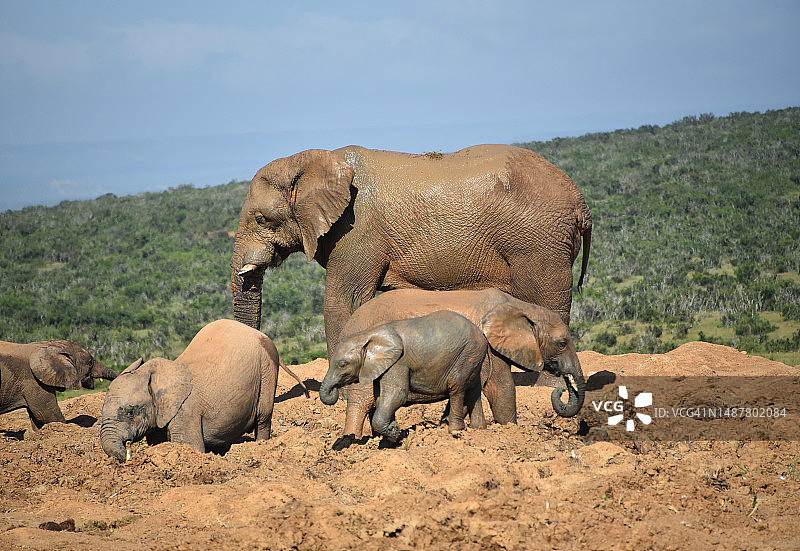 四头非洲小象在泥潭中嬉戏的特写，受母象保护，南非图片素材