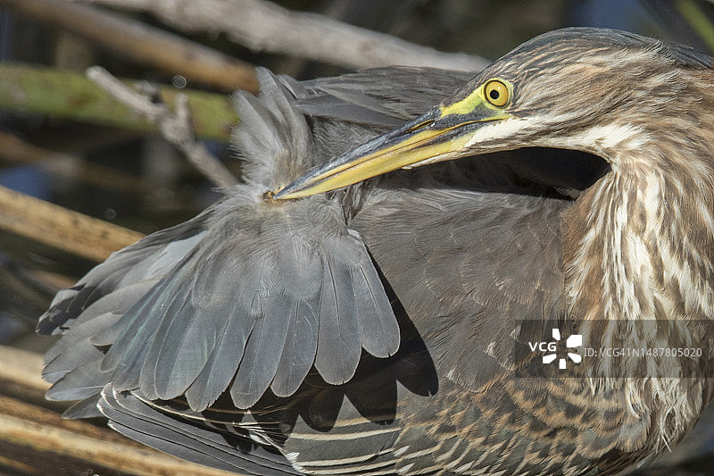 幼年绿鹭的近距离梳理图片素材