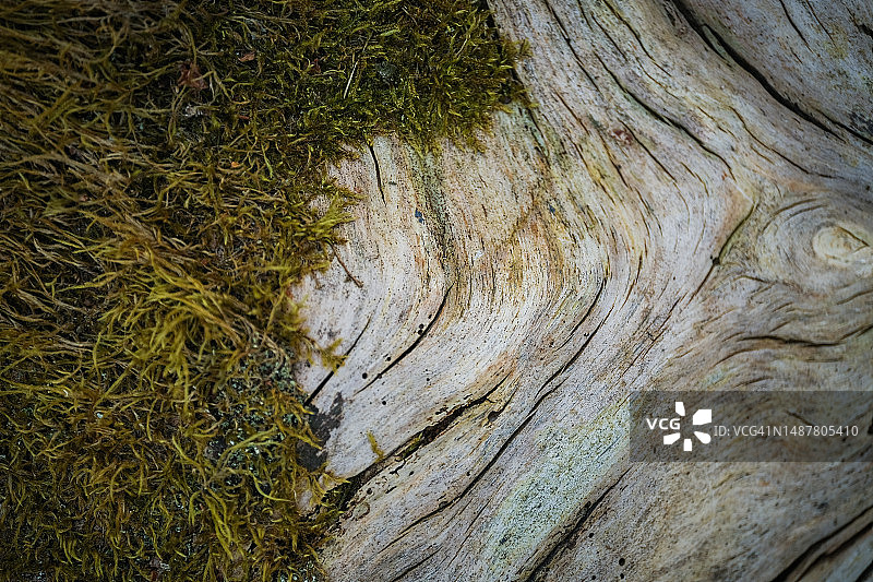 倒树上的苔藓图片素材