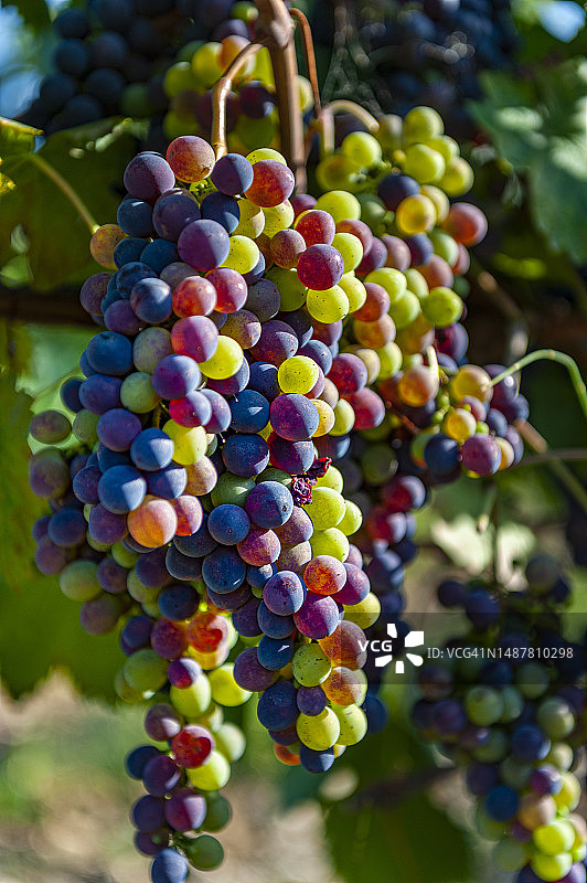 托斯卡纳桑娇维塞葡萄采摘图片素材