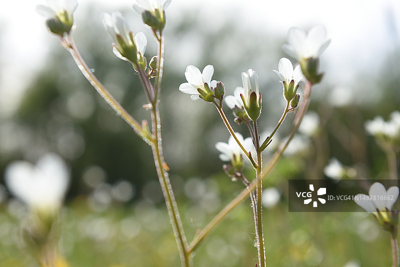春季草甸图片素材