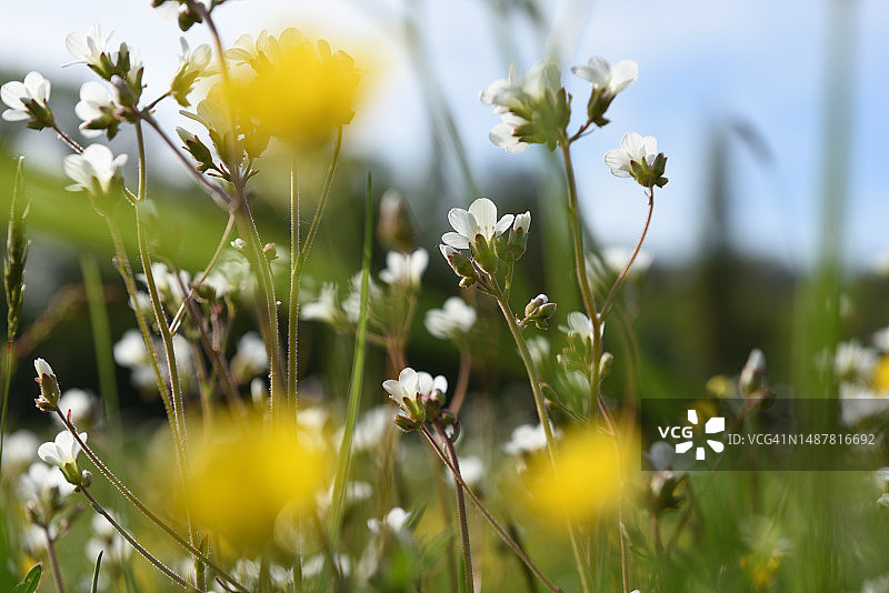春季草甸图片素材