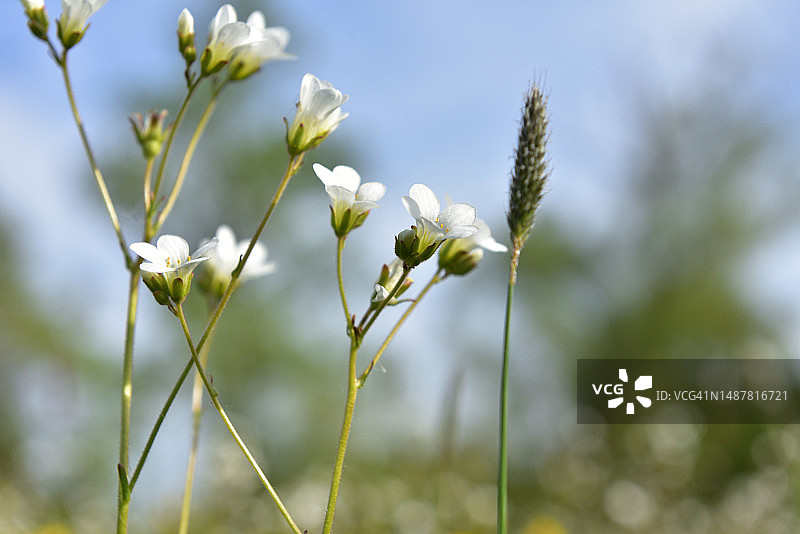 春季草甸图片素材