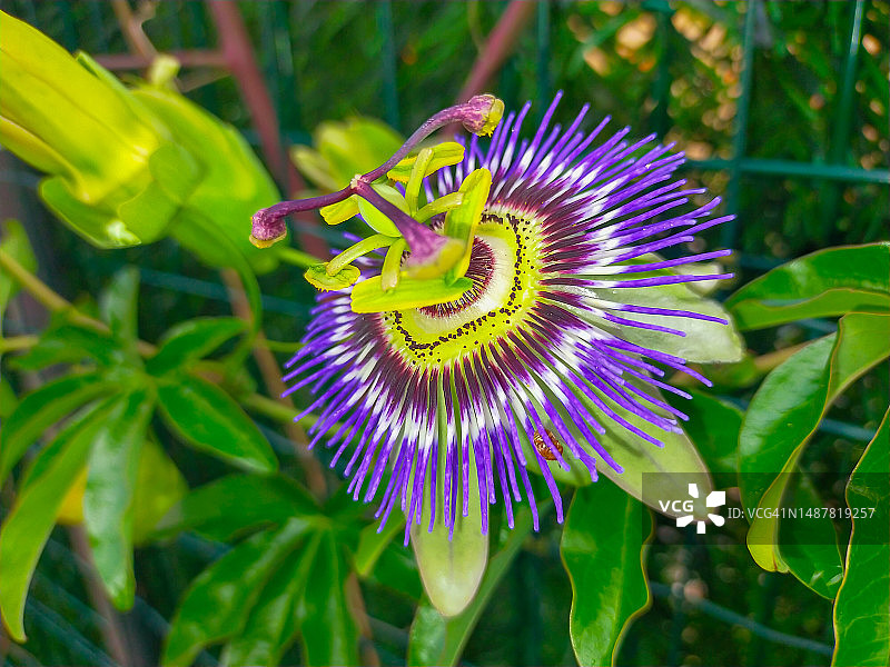 西番莲图片素材