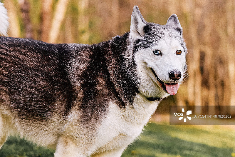 具有异色症的西伯利亚雪橇犬图片素材