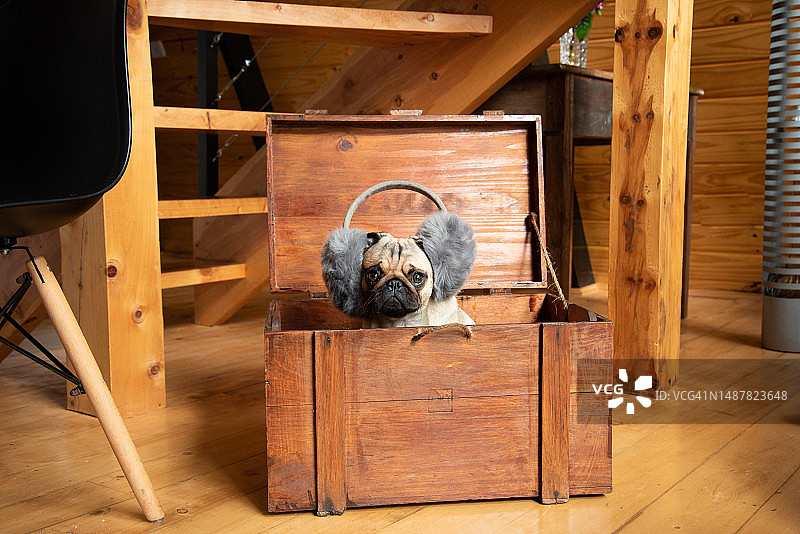 戴着耳机的巴哥犬在后备箱里图片素材