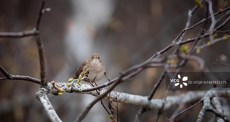 北美鹪鹩图片素材