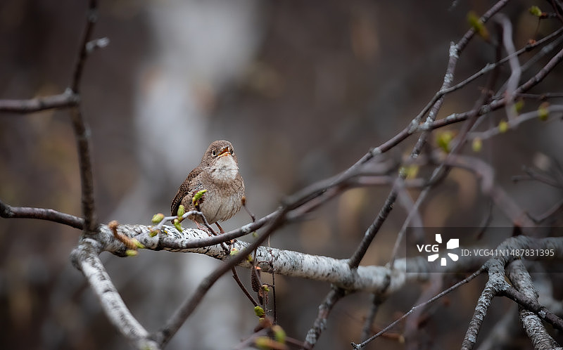 北美鹪鹩图片素材