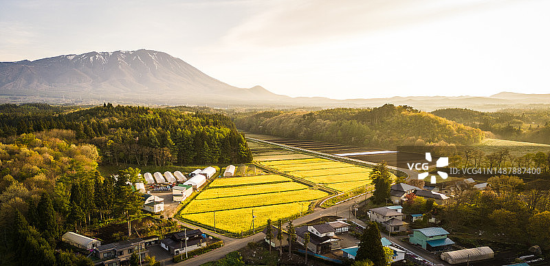 日出时分油菜花田鸟瞰图图片素材
