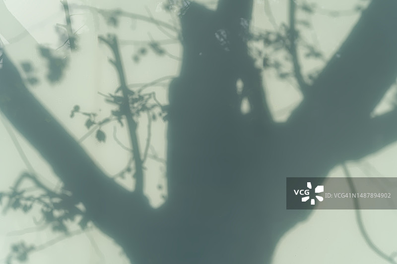 玻璃墙上的树影图片素材