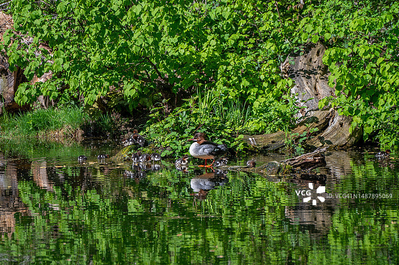 带有雏鸟的普通秋沙鸭图片素材
