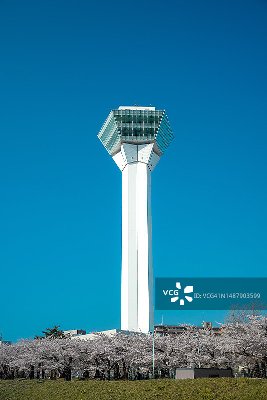 日本北海道函馆五棱郭塔与盛开的樱花图片素材