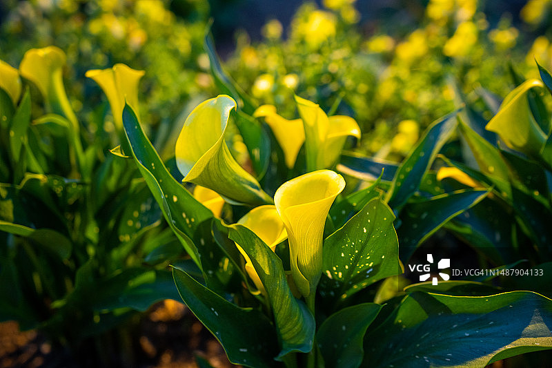 盛开的彩色马蹄莲，花园里盛开的黄色马蹄莲图片素材
