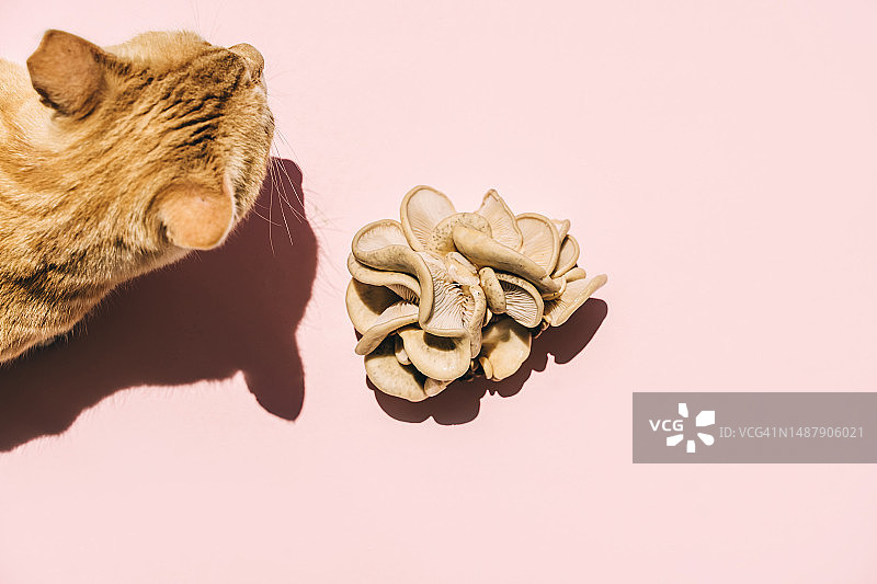 粉色背景上的猫和顶视图的平菇图片素材