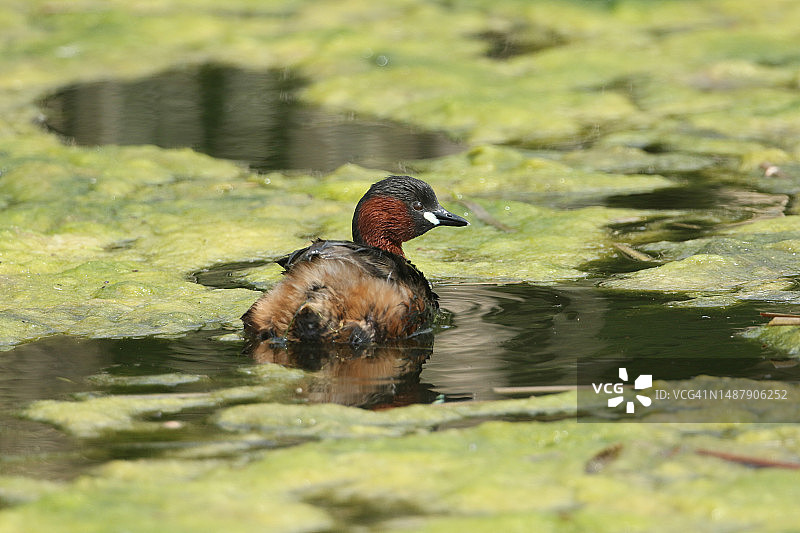 小鸊鷉在河中捕食图片素材
