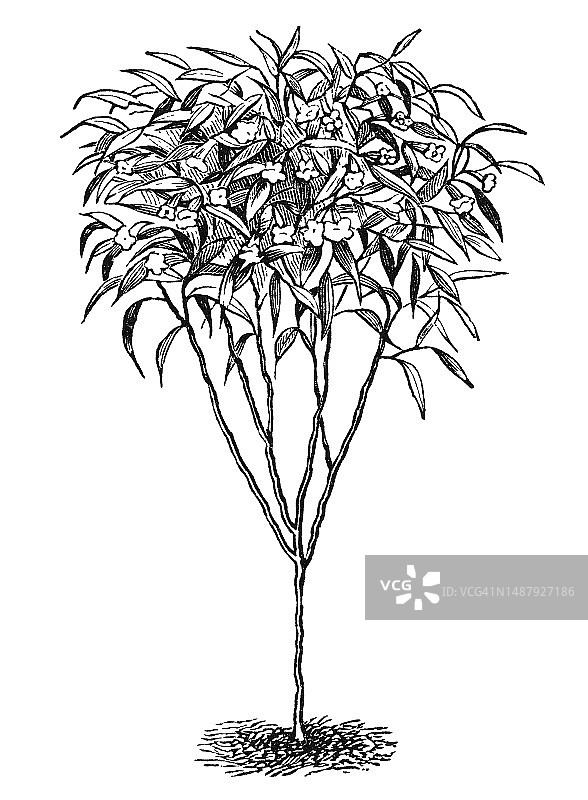 古代雕刻插图：剑嘴蜂鸟（Docimastes ensifer）为曼陀罗花授粉图片素材