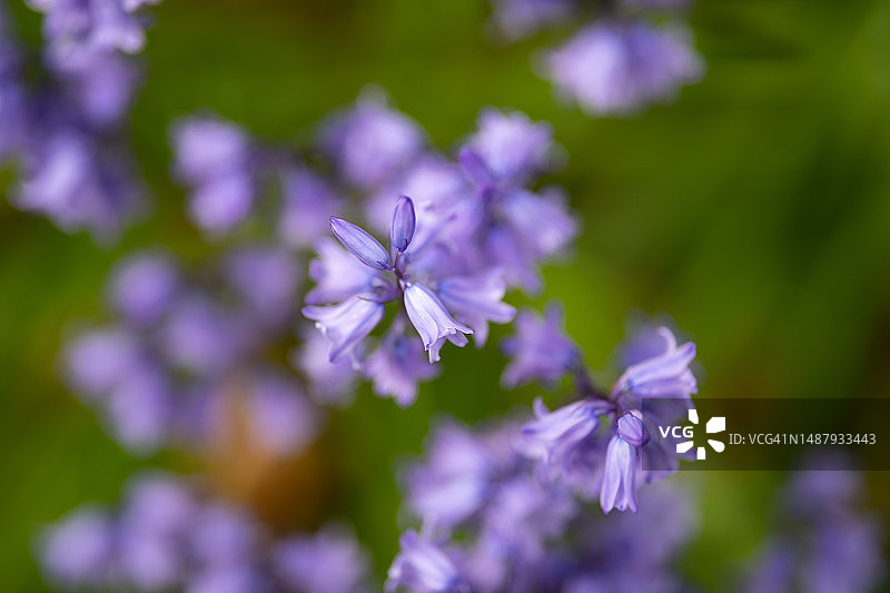 蓝色风铃草之美图片素材