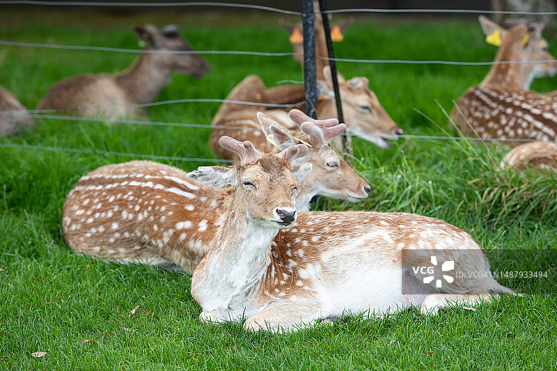 凤凰公园的鹿群图片素材