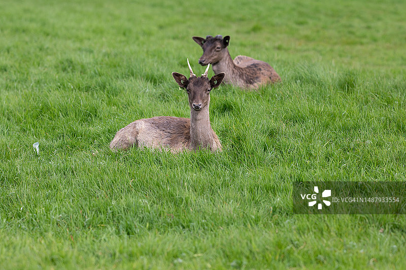 都柏林自然风光摄影图片素材