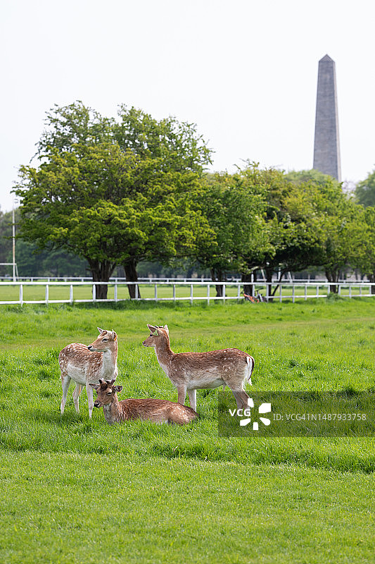 都柏林鹿和惠灵顿纪念碑图片素材