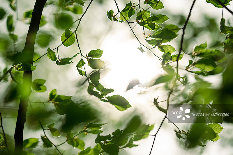绿色叶子梦境场景图片素材