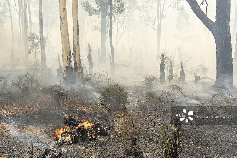 澳大利亚丛林大火图片素材