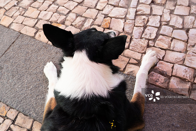 俯视角度拍摄的躺卧小狗图片素材