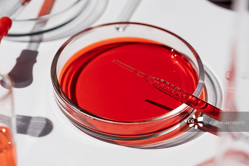 用于微生物研究的移液器和含琼脂的培养皿。近距离观察实验室科学玻璃器皿图片素材