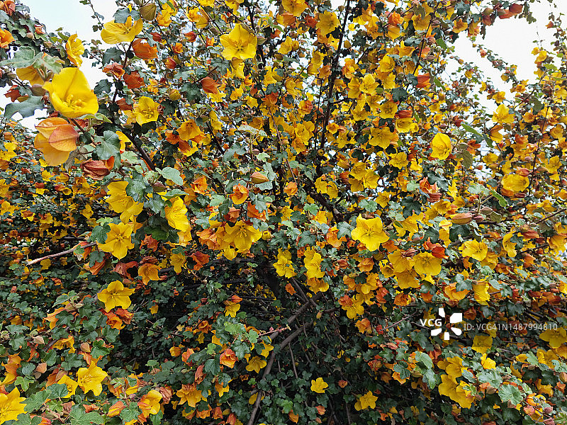 加利福尼亚法兰绒灌木图片素材