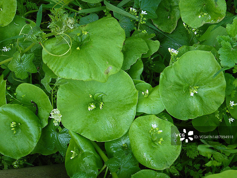 矿工生菜或印度生菜或冬季海 Purslane (Claytonia perfoliata)图片素材