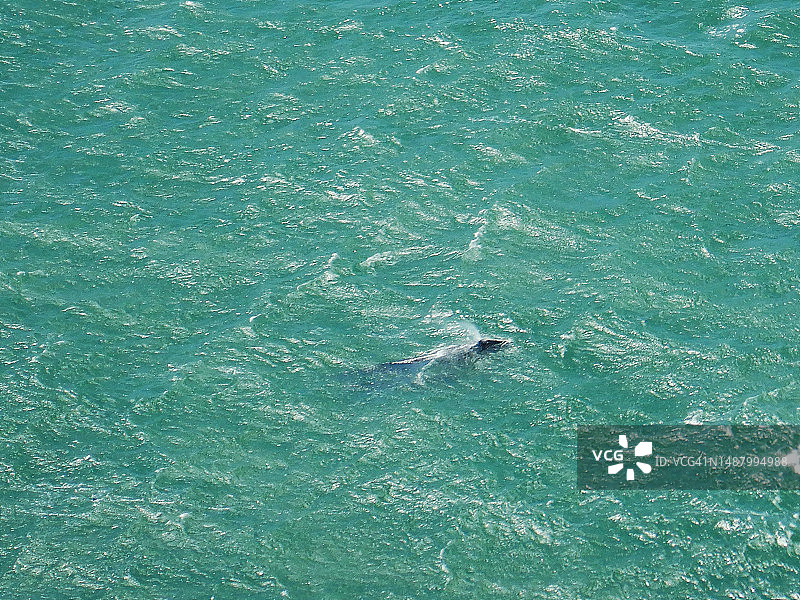 在Point 莱耶斯国家海滨公园喷水的鲸鱼图片素材