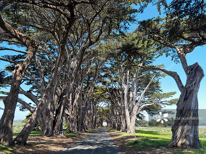 雷耶斯角国家海岸的柏树隧道图片素材