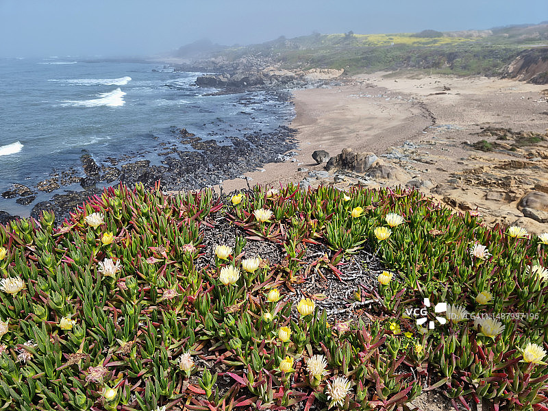 豆ollow海滩景观，前景为冰叶日中花图片素材