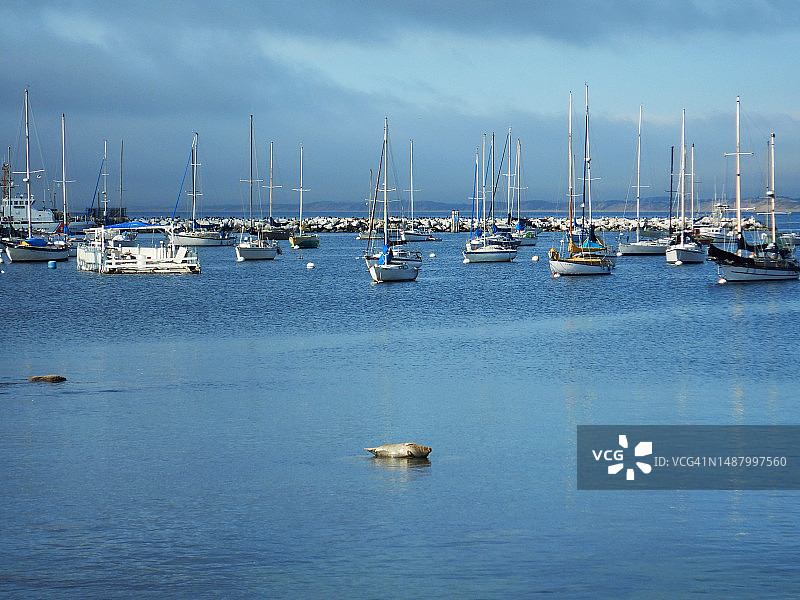 在蒙特雷湾岩石上休息的海豹图片素材