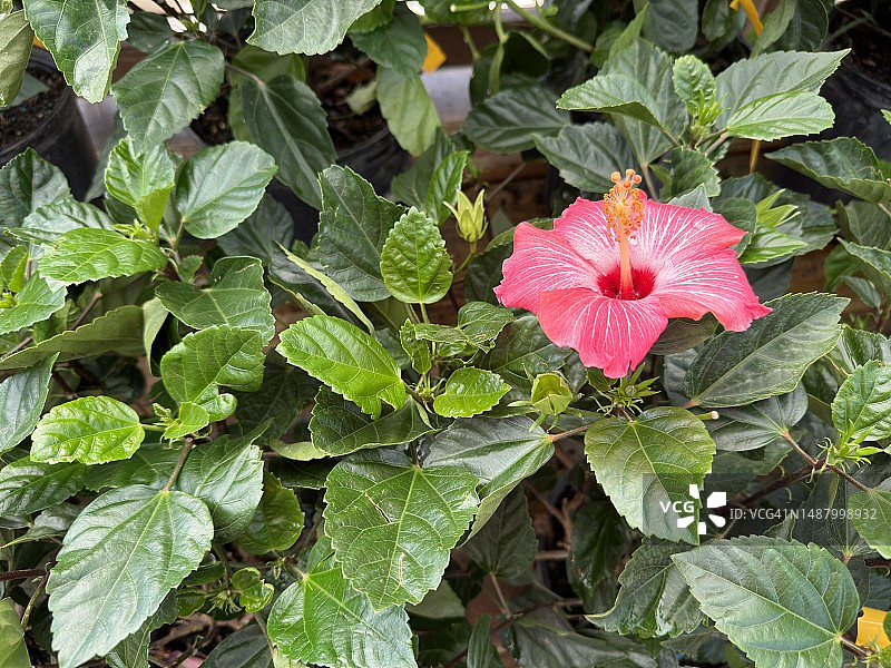 盛开的木槿花图片素材