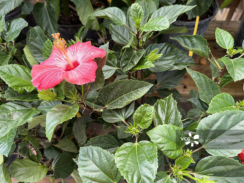 开花的木槿植物（扶桑花）图片素材