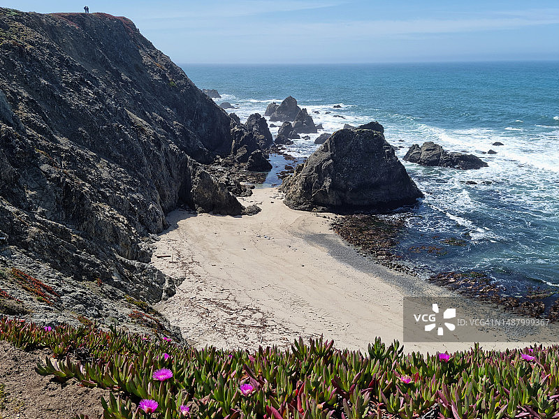 在博德加湾盛开的冰叶日中花图片素材