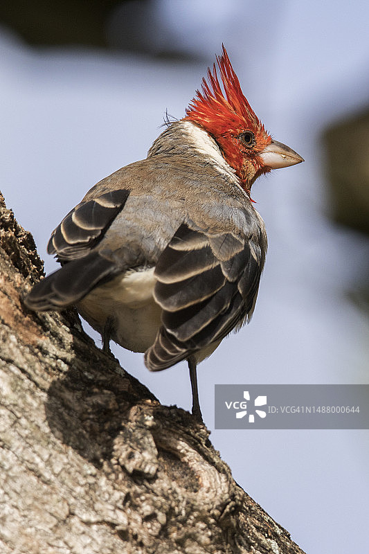 栖息的红冠北美红雀图片素材