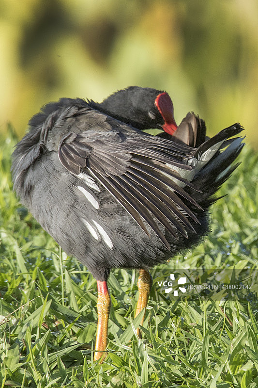 夏威夷骨顶鸡梳理羽毛图片素材