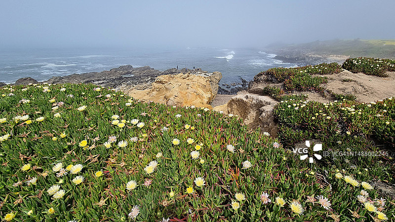 冰叶日中花图片素材
