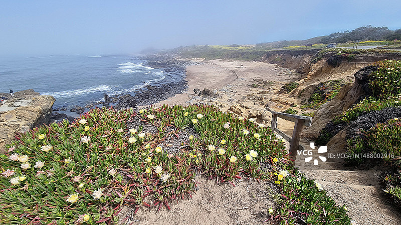 在豆穴海滩的冰叶日中花图片素材