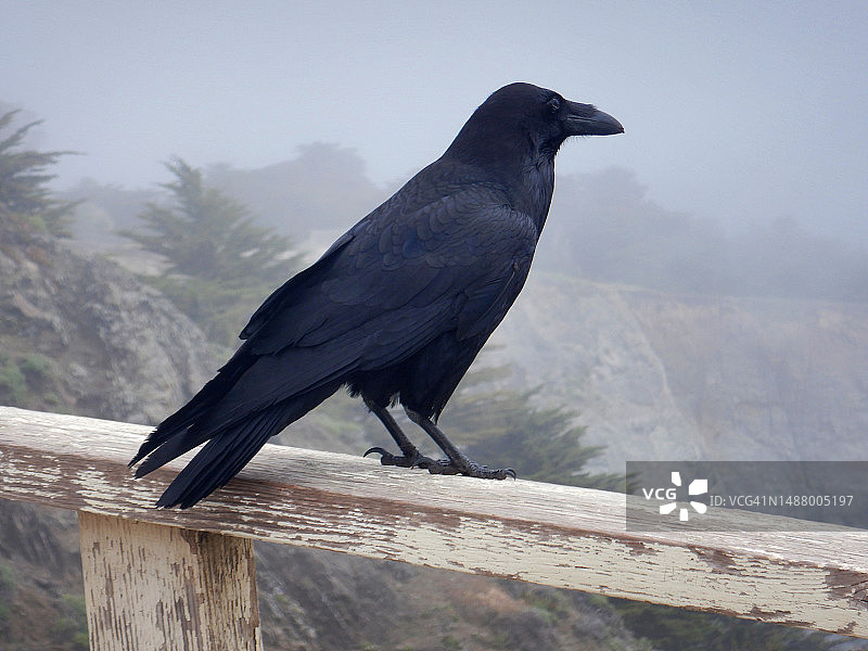 加利福尼亚州博尼塔角的渡鸦或鸦图片素材