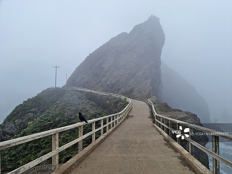 加利福尼亚州博尼塔角的渡鸦或鸦图片素材
